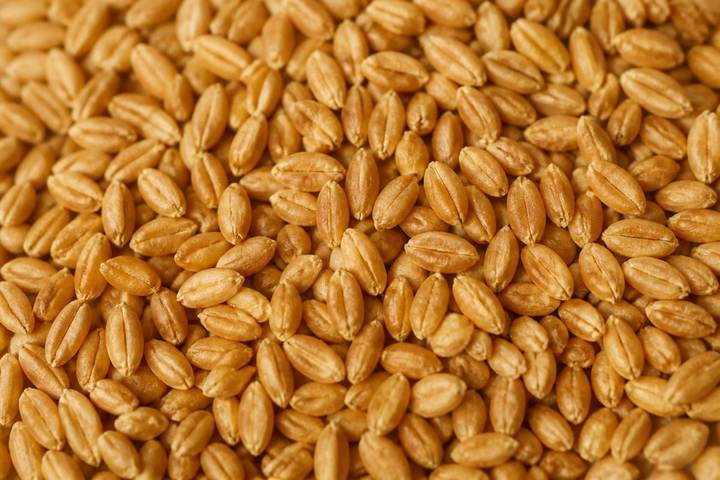 Wheat