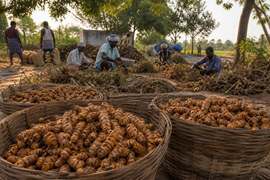 Farm origin turmeric harvest